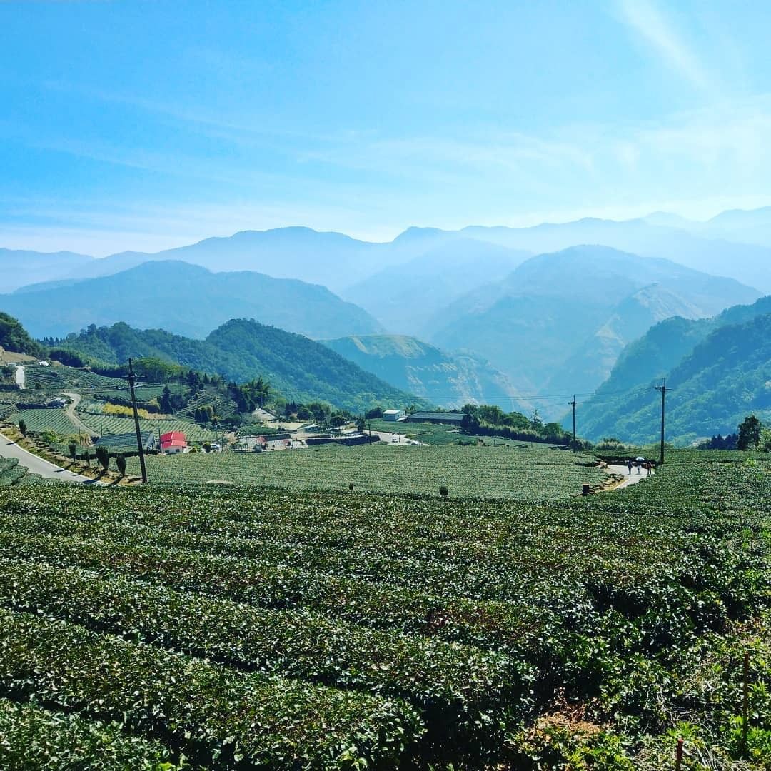 茶園與山巒呈現一層一層不同的綠這是大自然最美麗的贈禮呀！-⠀⠀⠀⠀⠀⠀⠀⠀⠀⠀⠀感謝 @ching.1982 分享的美照-⠀⠀⠀⠀...