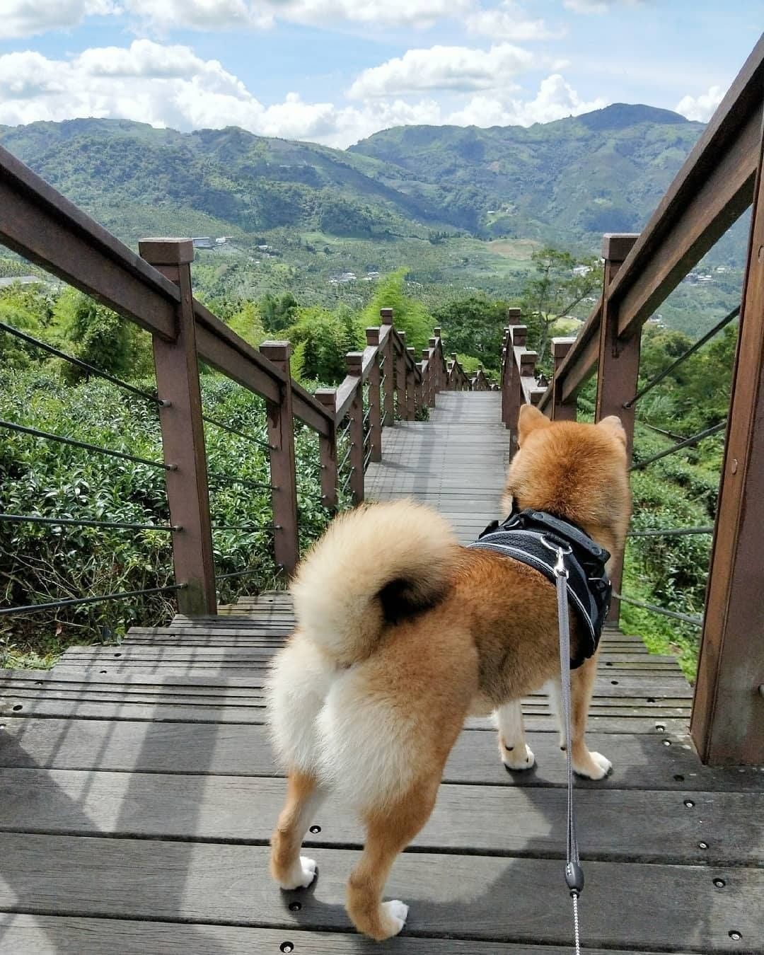 柴柴在看什麼？看綿延不絕的〈太興岩步道〉，穿進山巒之間好想跟柴柴一路這樣奔跑下去呀～-⠀⠀⠀⠀⠀⠀⠀⠀⠀⠀⠀感謝 @caibao...