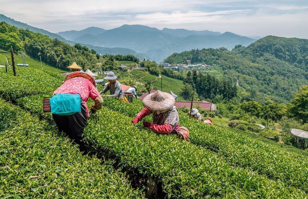 阿里山的採茶季，不知不覺到來囉~又可以看到可愛的採茶姑娘們在茶園中穿梭有看到的話記得跟他們打個招呼唷-⠀⠀⠀⠀⠀⠀⠀⠀⠀⠀⠀感謝 ...