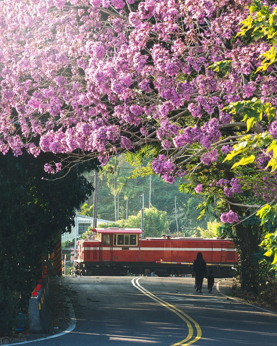 季節限定被粉紅輪番轟炸的阿里山~阿里山小火車跟洋紅風鈴木也很搭照片授權 @bb211019 -⠀歡迎在您的貼文 #travelal...