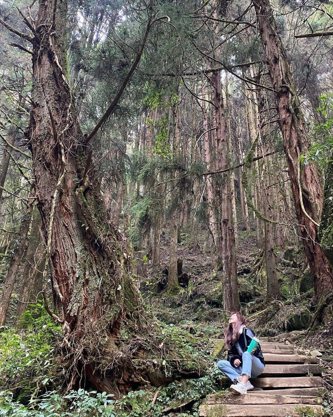 粉粉們來過〈嘉義縣阿里山鄉 #特富野古道 〉嗎～～#特富野古道 不僅有茂密的林木景觀還保留了阿里山以前搬運木材的舊鐵道斑駁的鐵道展...