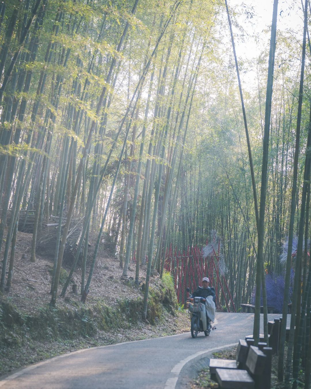 綠色隧道是旅客眼中的電影場景，是居民的日常景色。照片授權 @a59413116 -⠀歡迎在您的貼文 #travelalishan ...