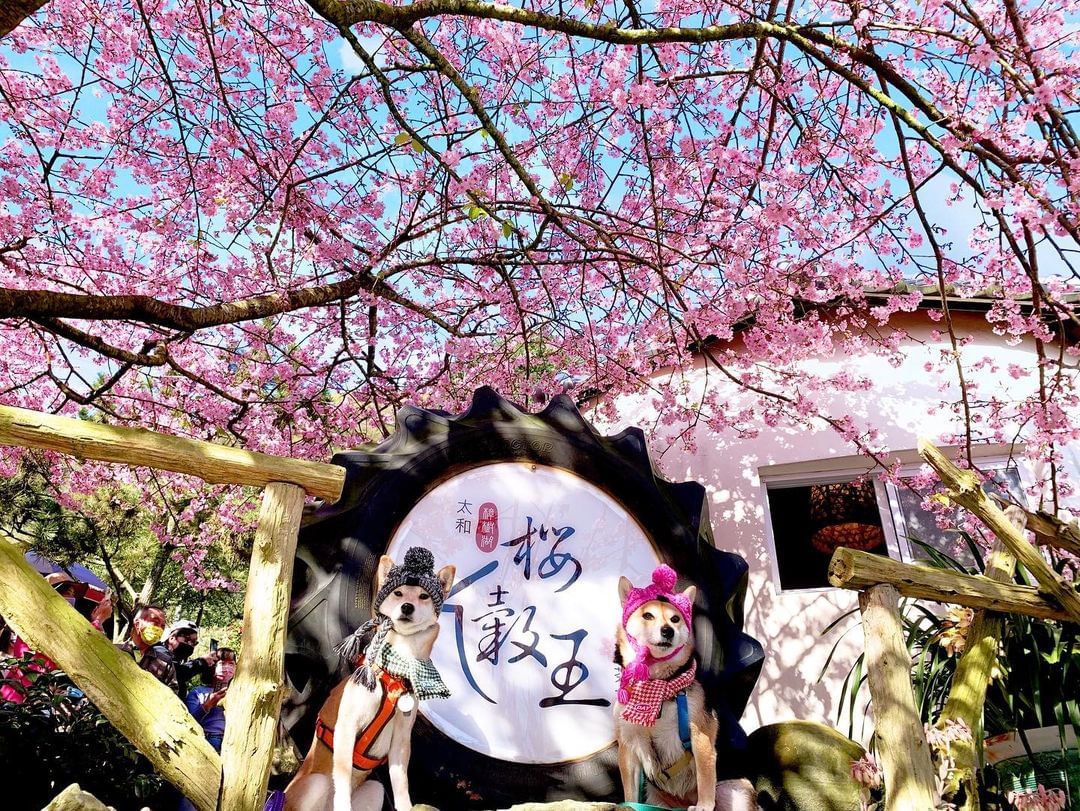 期待期待!! 春節期間會不會迎來櫻花盛開呢如果大家有來阿里山玩，tag @travelalishan 讓我們看看山區的每個風景照片...