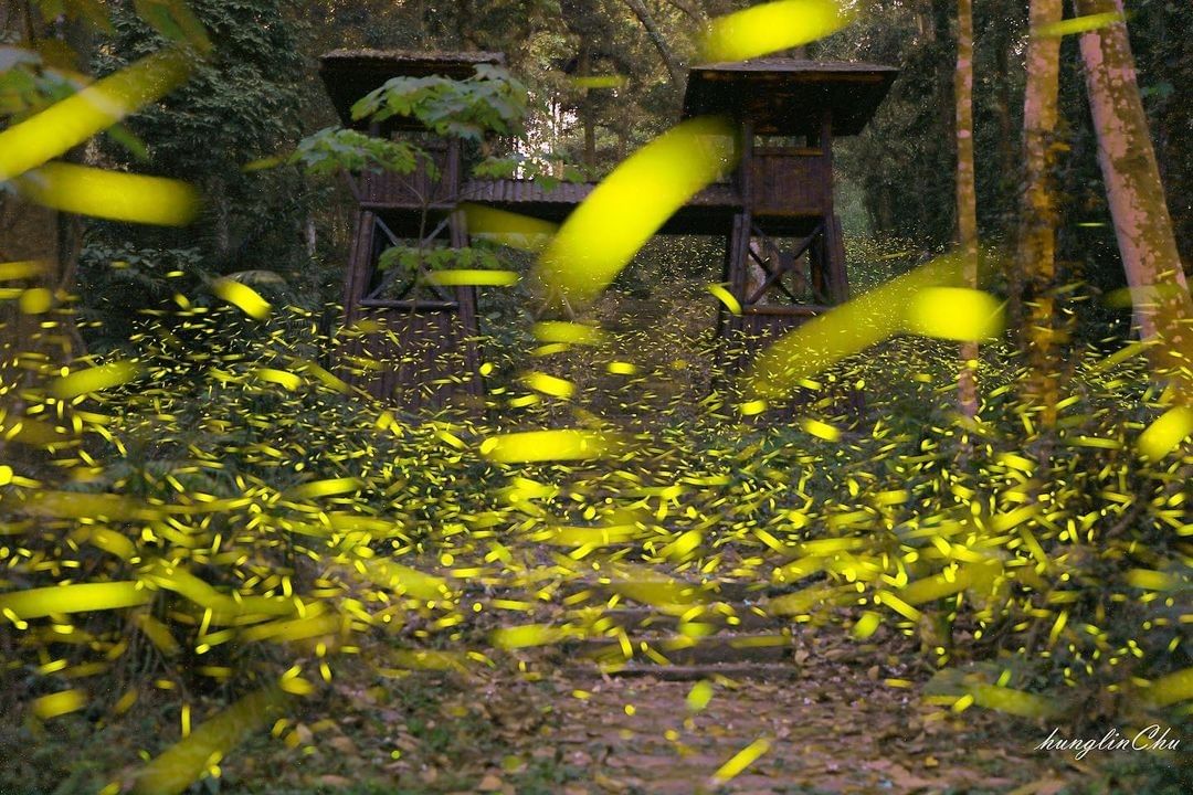 今晚的土匪山生態園區，來了一大群土匪而這群就是螢光閃閃的可愛土匪-⠀⠀⠀⠀⠀⠀⠀⠀⠀⠀⠀感謝 @hunglin0905  分享的美...