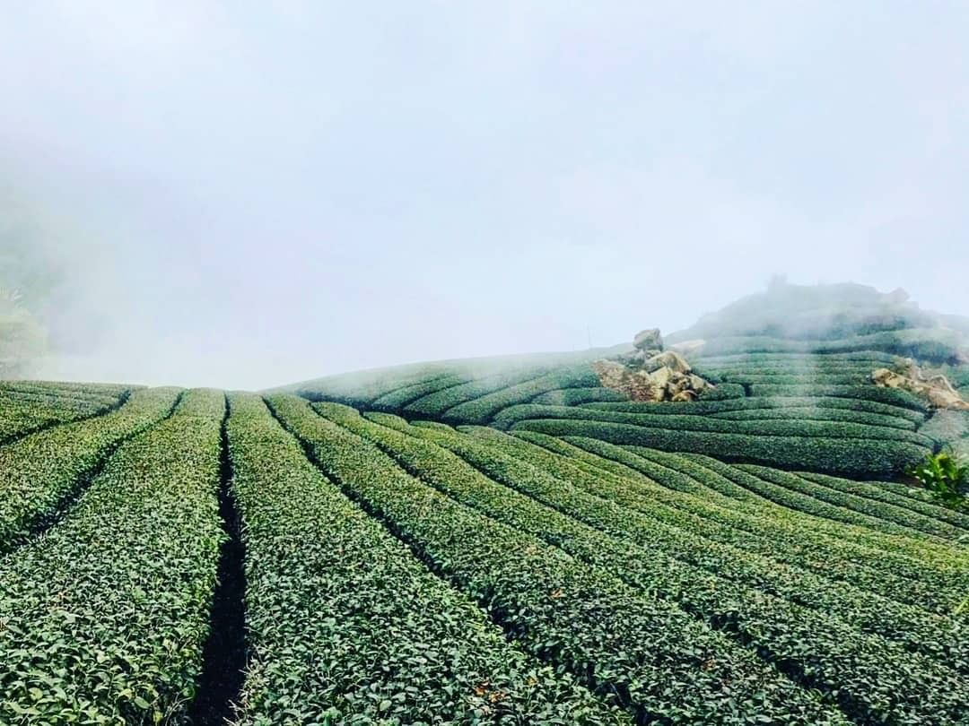 雲霧慢慢飄到茶園上☁好像童話裡、仙境中的夢幻場景呀！！-⠀⠀⠀⠀⠀⠀⠀⠀⠀⠀⠀感謝 @tompj  分享的美照-⠀⠀⠀⠀⠀⠀⠀⠀⠀...