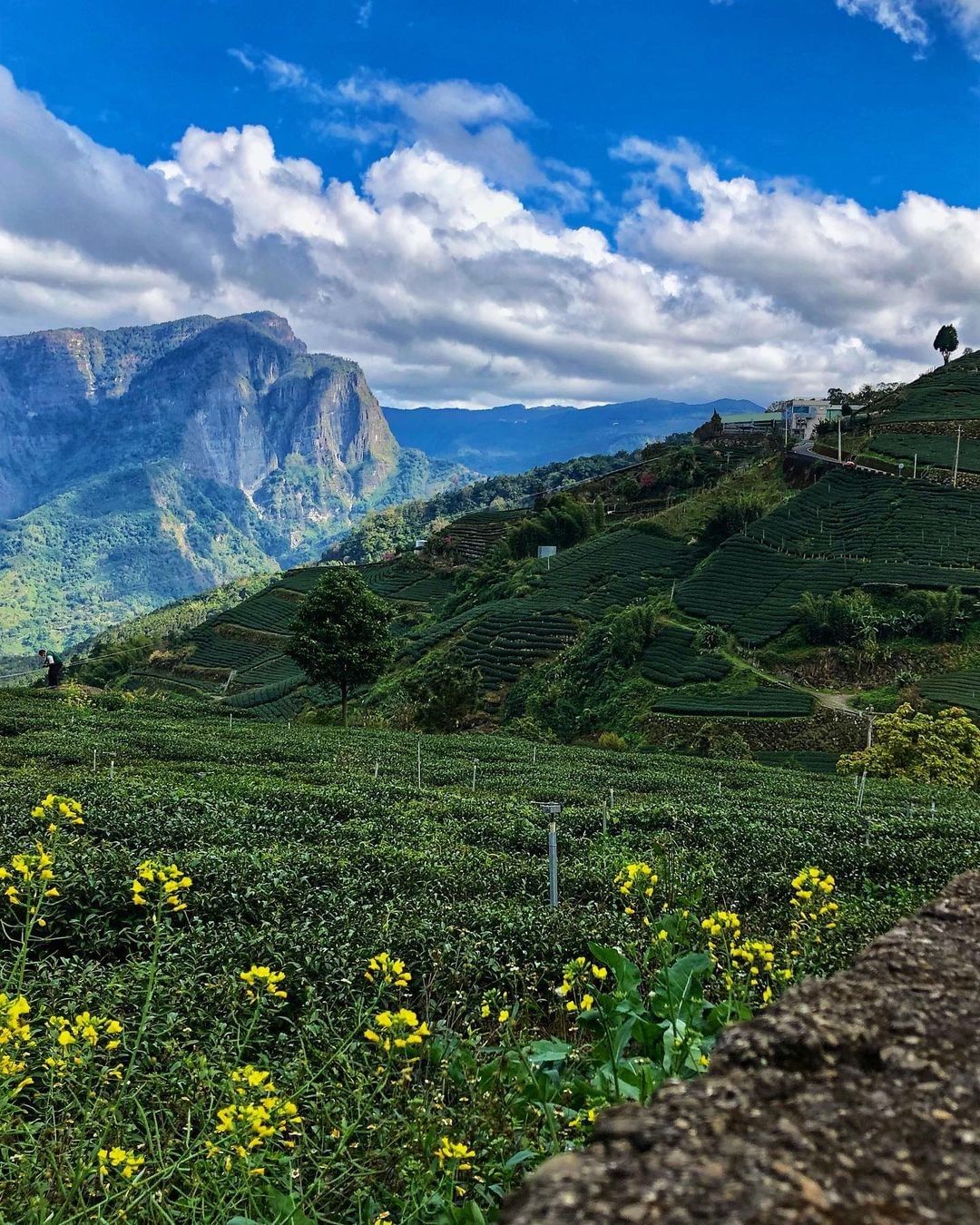 走~我們去山的那邊！阿里山風景區這麼大，不知道從何玩起嗎跟著小編把阿里山分成三個區域西北廊道、阿里山公路沿線、鄒族部落選一個順路慢...