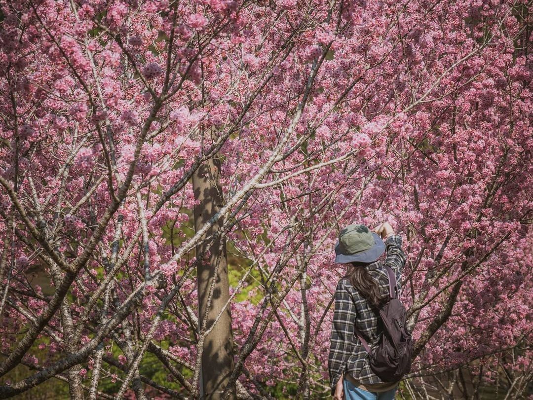 #你今年有去阿里山看櫻花嗎山櫻遍野，雲海繚繞的〈阿里山 #迷糊步道 〉 完美揭開春天的序幕  感謝 @joyy0924  分享的美...