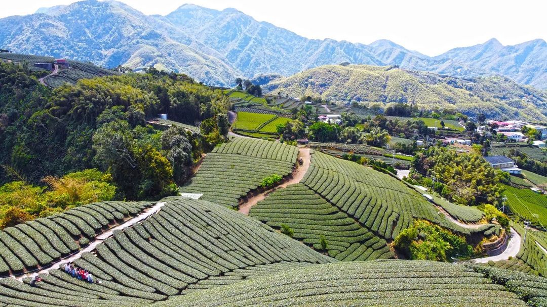 小編走跳範圍就在整個阿里山每每要送禮給朋友第一個想到的就是山上的好物每次上山你都會帶點什麼伴手禮呢？照片授權 @annie_093...