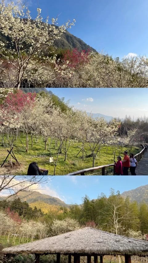 迷糊步道｜山櫻花出沒，停好車即能賞櫻！說到阿里山步道，你最先想到哪一條呢？這次推薦沿途景色多樣、幽靜美麗的迷糊步道除了部分階梯較為...