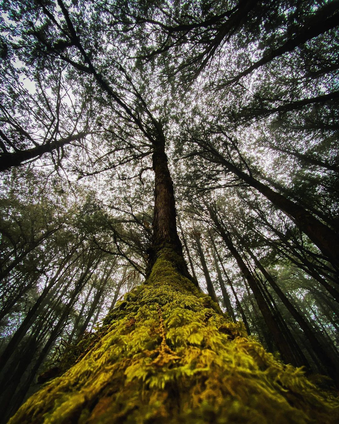森林系的療癒，走上一萬步也不累❤照片授權 @photograph__diary_-⠀歡迎在您的貼文 #travelalishan ...