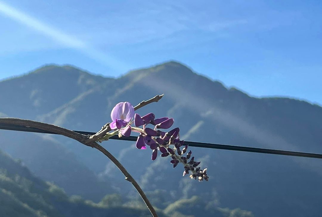 瑞里紫藤花 #花況 上個月底就有花兒偷跑搶先開了但因為氣候因素我們再等等花開瑞里紫色山城總是值得等待！228連假就到西北廊道166...