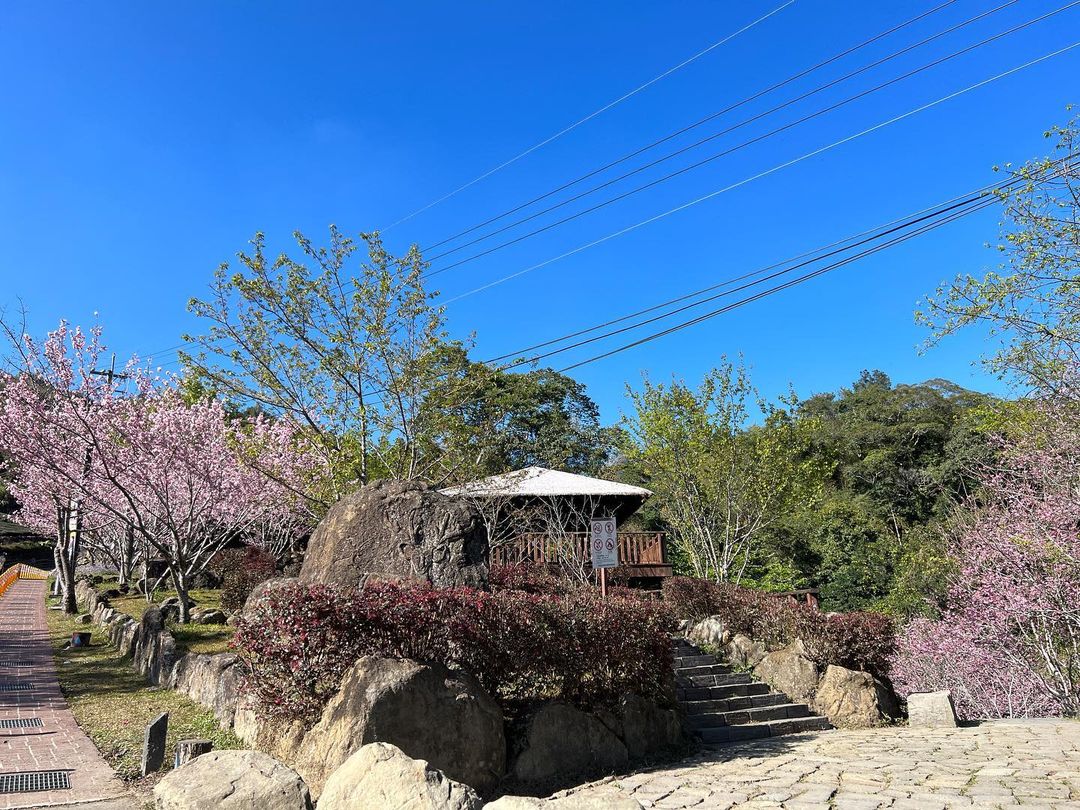 花開正美迷糊步道上次是阿里山公路入口的福爾摩沙櫻這次輪到阿里山鄉公所這邊的櫻花盛開囉！-#alishan #travelalish...