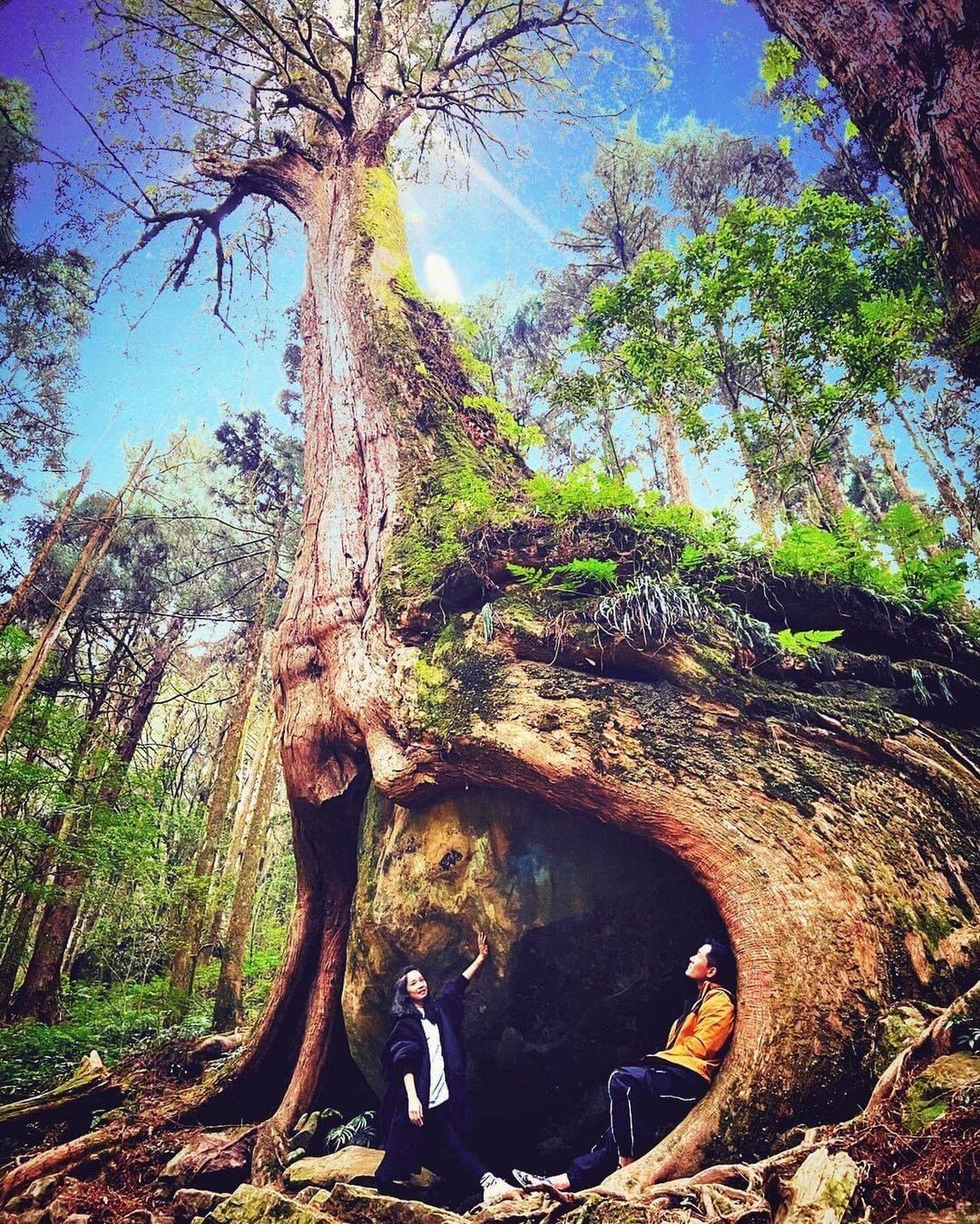 #遠距在家來看阿里山在百年神木底下  感受大自然的壯闊在燦爛的朝陽下 ☀ 感受熾熱的溫度#阿里山風景超美 （感謝 @sega.li...