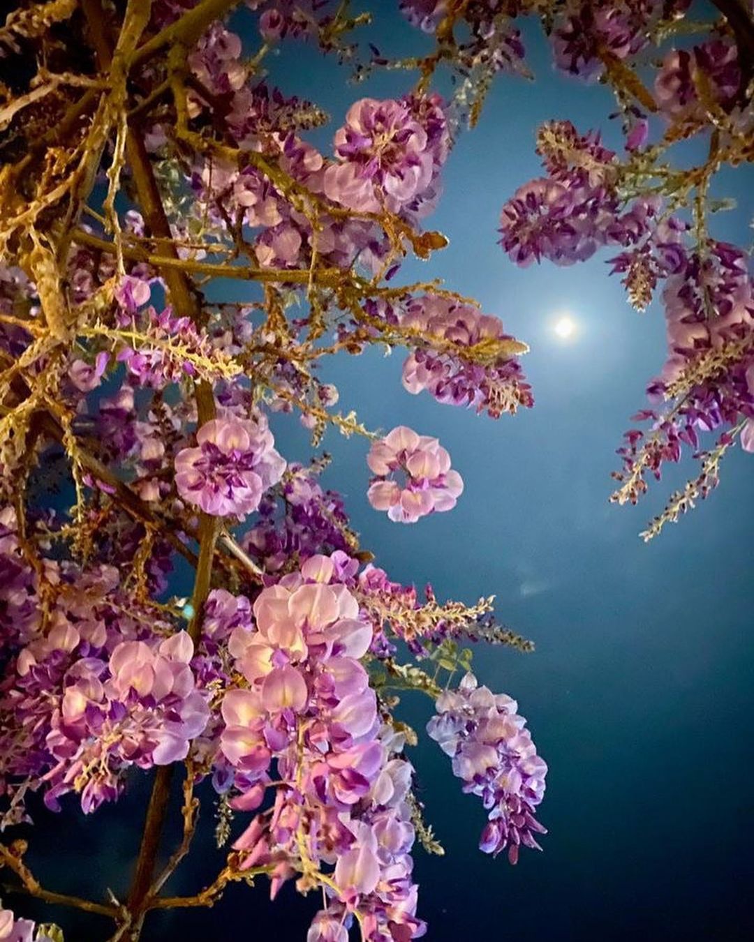 #花況 瑞里紫藤花開正美白天的紫藤看過了，今年來點不一樣的！夜晚的紫藤更浪漫，值得為其留宿山上❤小提醒：要留意每個賞花點花況不盡相...