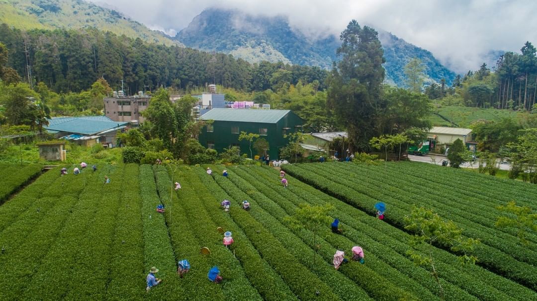 #遠距在家來看阿里山又是要上班的星期一 ╮(╯_╰)╭快來俯瞰阿里山茶田，給你滿滿綠色的療癒美景！-⠀【想讓你的美照有更多曝光？】...