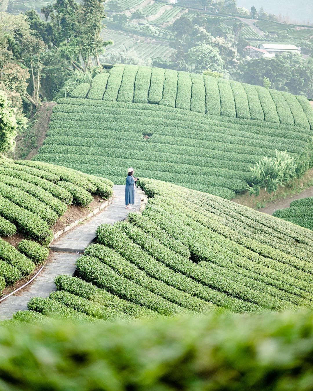 ｜阿里山 #1314觀景台｜ 這裡是 @ochaentw 御茶園的拍攝地點！ 旅遊指南｜觀日峰的涼亭☑ 東望草嶺大崩山☑ 向南俯瞰...