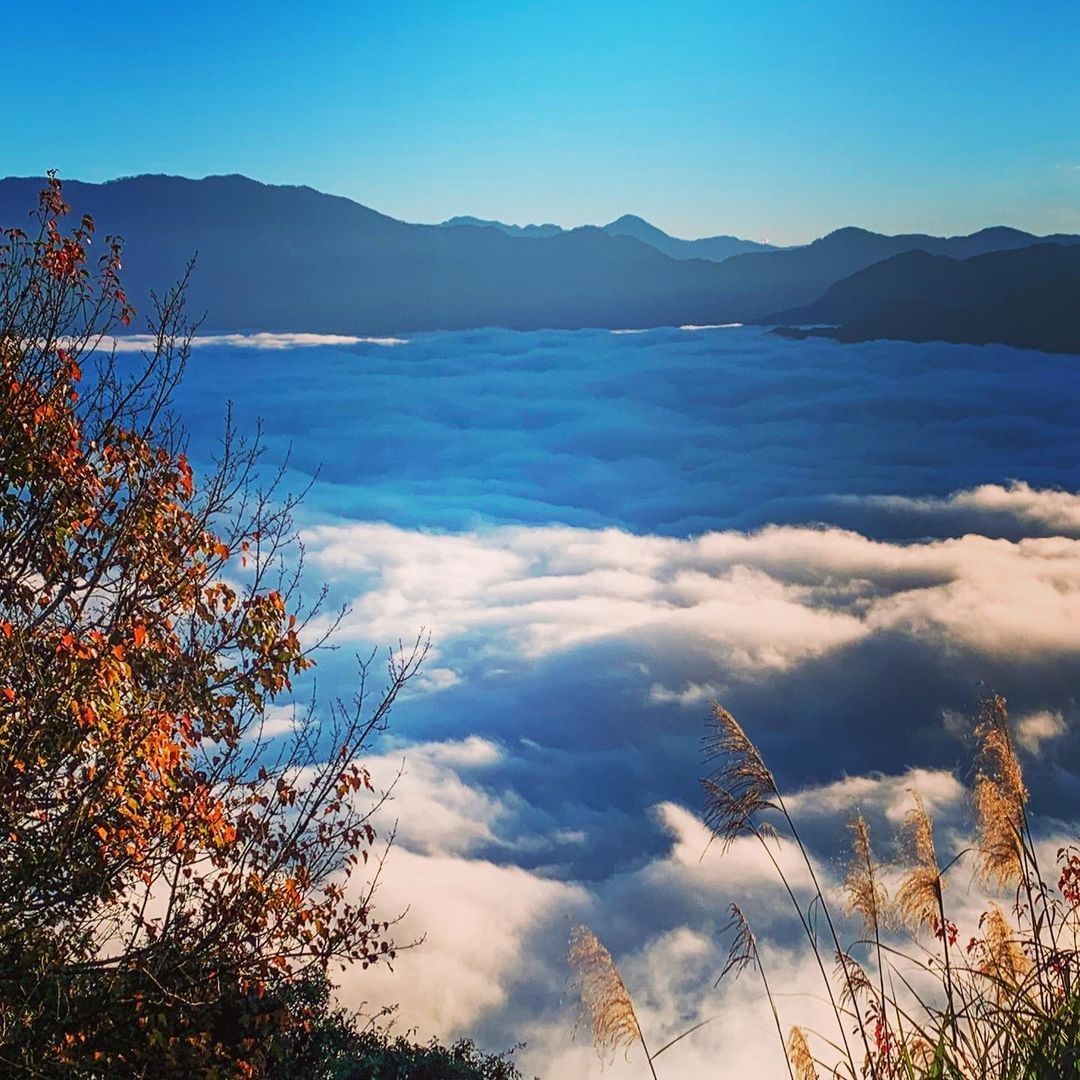 #遠距在家來看阿里山 當你覺得世界很糟糕的時候看看身旁的美景吧會讓你覺得其實還是有許多美好存在  （感謝 @neverlandse...