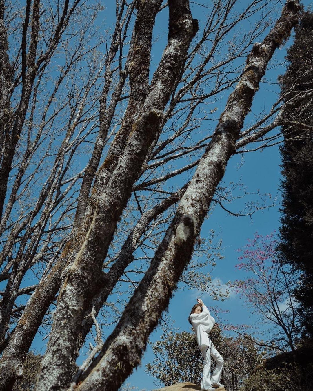 #遠距在家來看阿里山 粗壯的樹根向土地扎，長出參天大樹 阿里山的藍天、白雲、零星綻放的櫻花‧‧‧‧‧‧一切都如此和諧又美妙！  （...