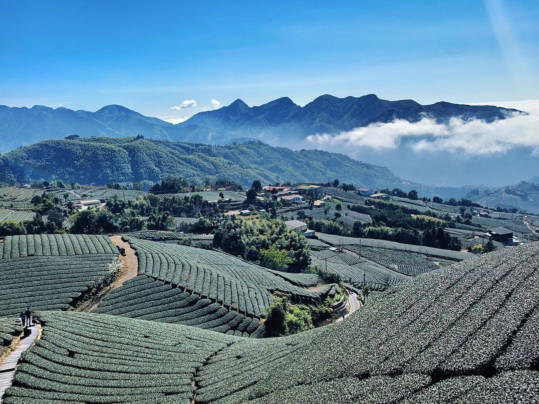 #遠距在家來看阿里山 位在瑞峰的1314觀景台除了可以看到茶園美景之外你知道還可以看什麼景色嗎?提示:需清晨到訪~（感謝 @im_...