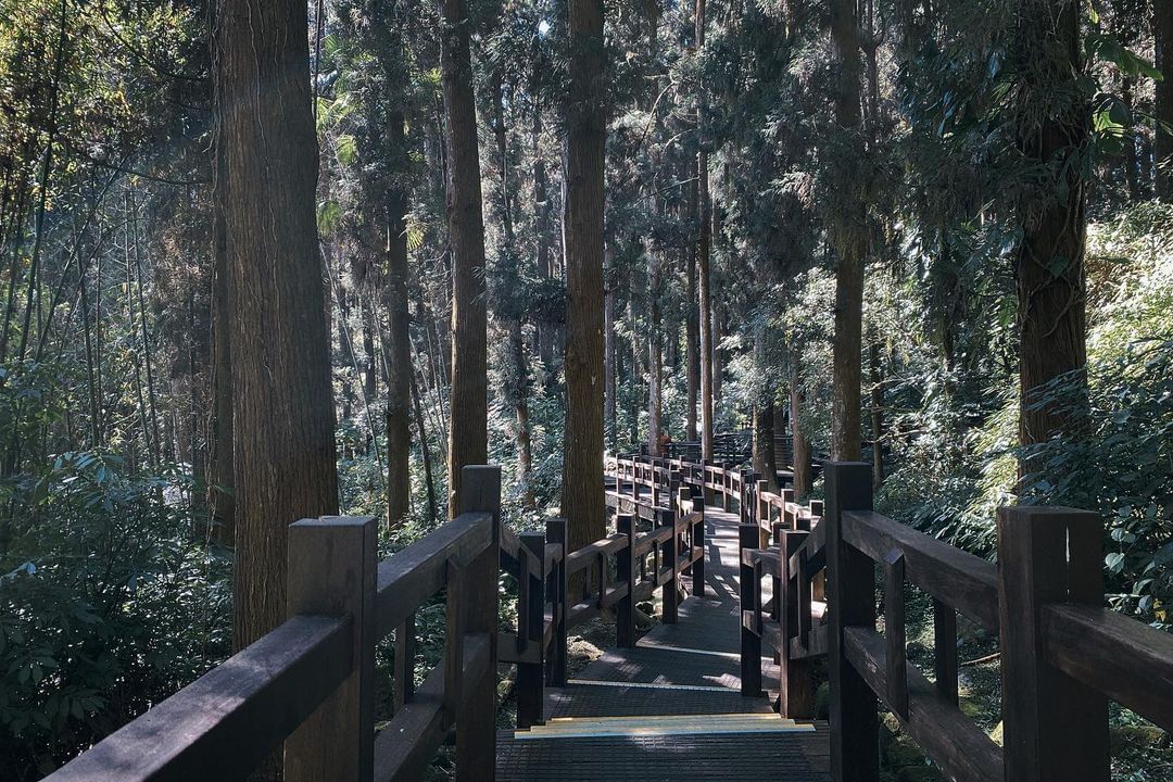 杉林棧道高大的杉木群與原生植物共生的綠意氣息，展現無限生機。照片授權 @91yau -⠀歡迎在您的貼文 #travelalisha...