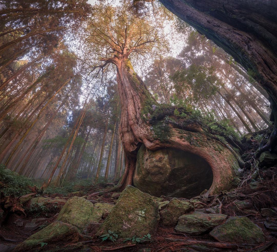 讓人想膜拜的樹抱石巨木照片授權 @yqh0413 -⠀歡迎在您的貼文 #travelalishan 或 @travelalisha...