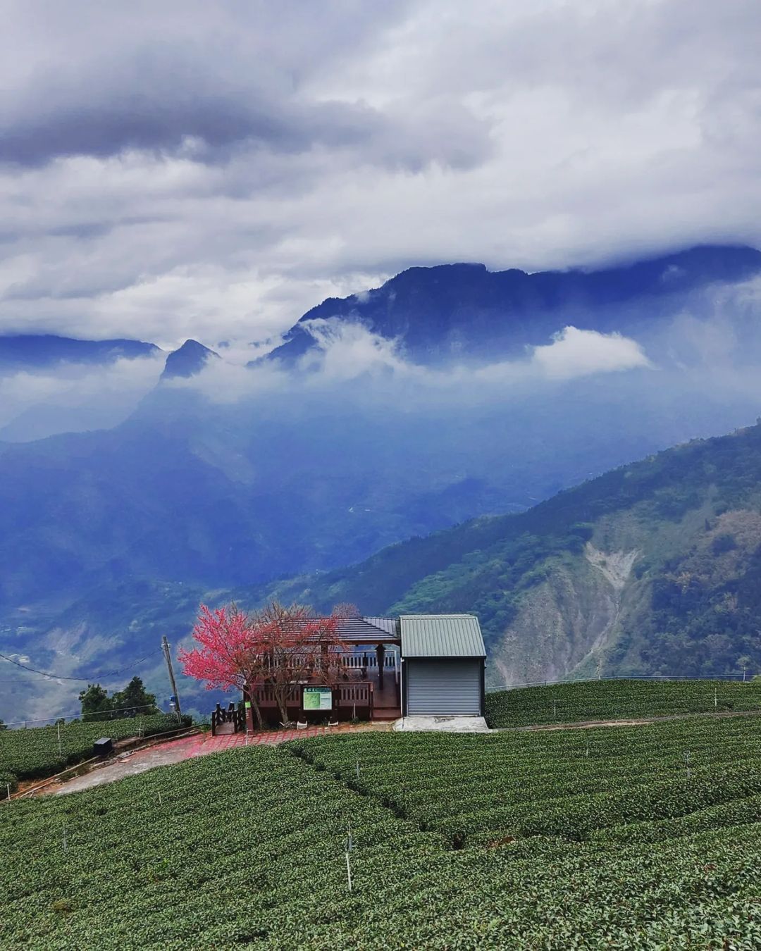 雲霧在山間遊走，蒙上一層美麗的面紗。照片授權 @tsaiyungyi -⠀歡迎在您的貼文 #travelalishan 或 @tr...