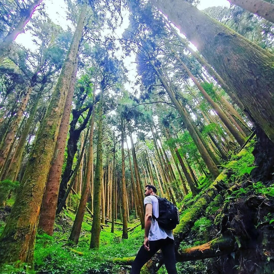 #遠距在家來看阿里山 你有多久沒有被神木群包圍你有多久沒有走進山林裡面就讓我們夜晚進入夢鄉後來一趟阿里山之旅吧~（感謝 @hiki...