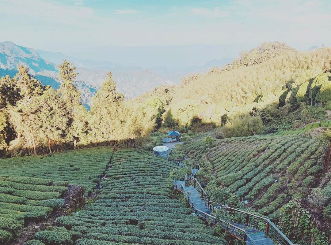 一片綠色的茶園，是農人的心血，也是自然的滋養❤️#阿里山綠  ⬇【想讓你的美照有更多曝光？】⠀⠀⠀⠀⠀⠀⠀⠀⠀⠀⠀在貼文 #tra...