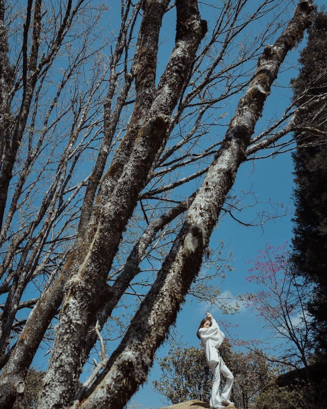 #遠距在家來看阿里山 神木的巨大，更凸顯人的渺小但渺小的人類，卻有足以撼動全世界的能力讓我們繼續努力吧!（感謝 @timefree...