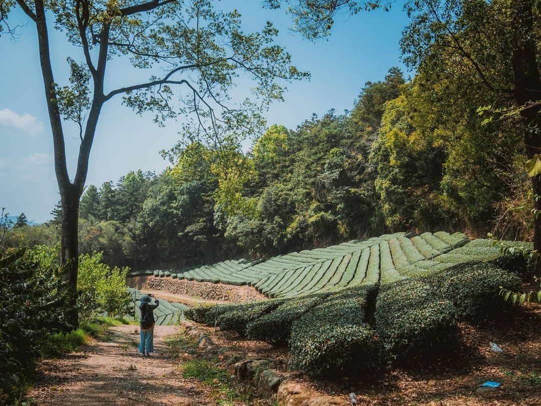 #遠距在家來看阿里山 一整片綠油油的看了心情就好好宅在家不要悶一起期待郊遊踏青的時刻（感謝 @joyy0924  分享美照）-⠀①...