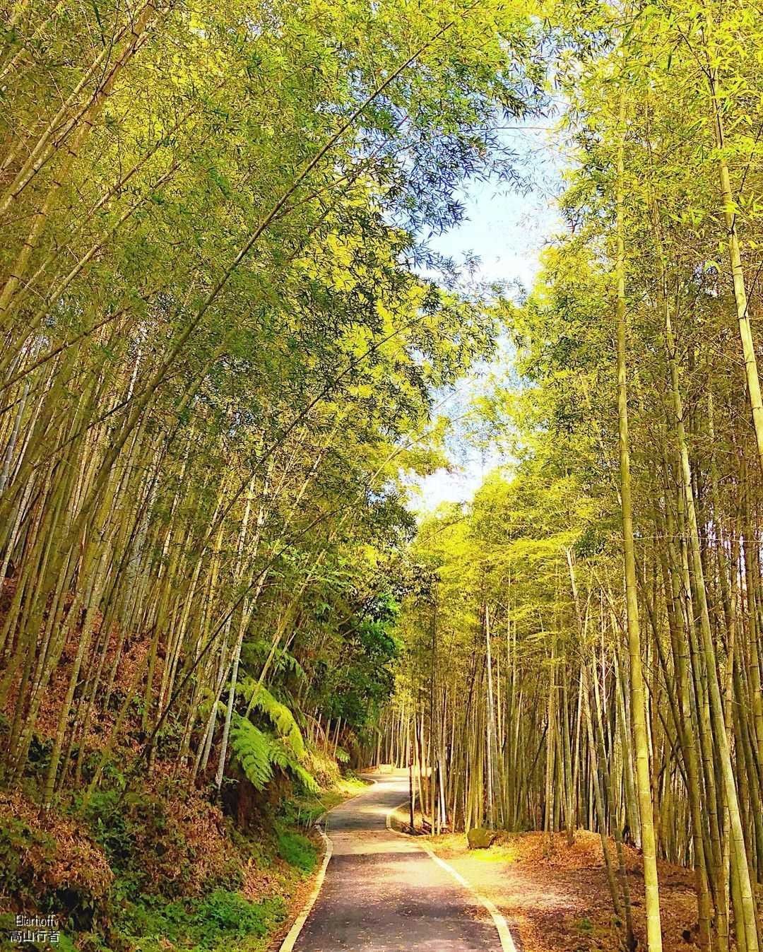 #遠距在家來看阿里山 大家來過瑞里的綠色隧道嗎?中央道路被兩側的竹林圍繞就算夏天到訪，依舊涼爽有風（感謝 @bierhoff131...