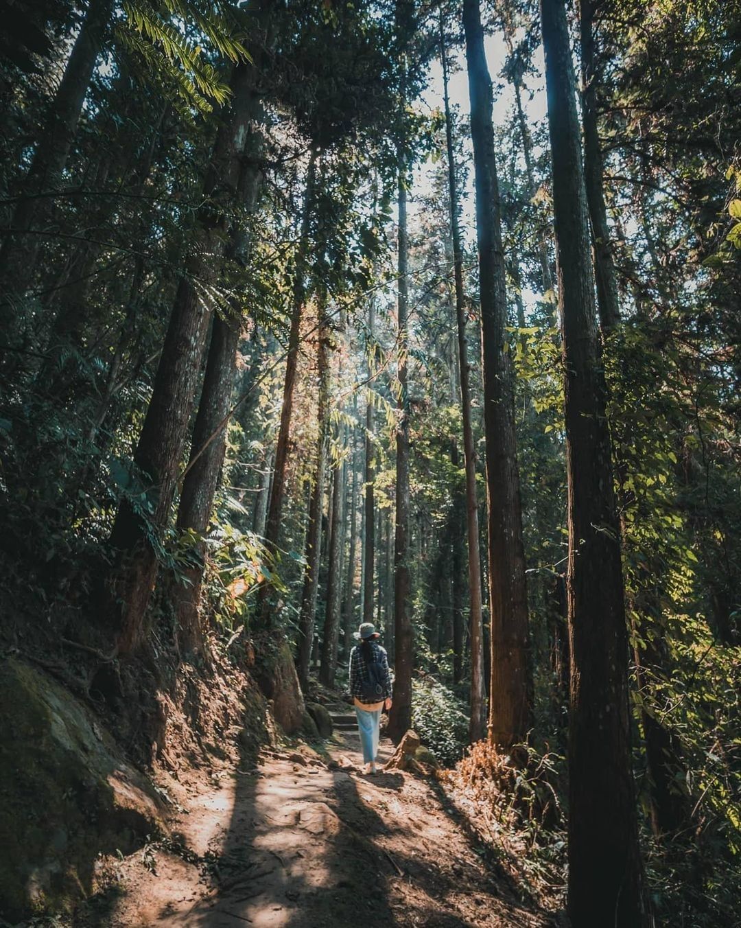 #遠距在家來看阿里山 走進山林中呼吸新鮮空氣是夢寐以求的事情呀!（感謝 @joyy0924  分享美照）-⠀①【防疫踏步走】 口罩...