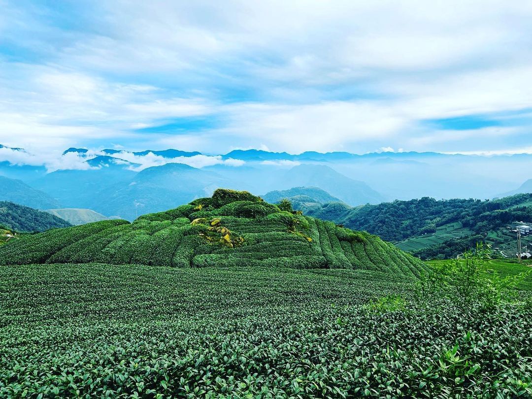 阿里山的標配~茶園、山巒、山嵐照片授權 @travel.with.sera -⠀歡迎在您的貼文 #travelalishan 或 ...