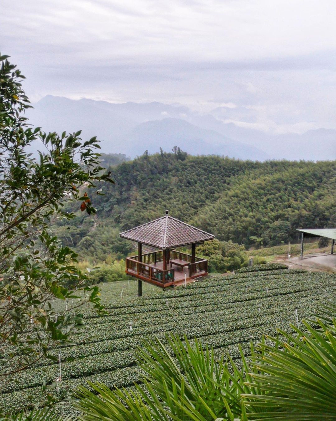 大家看到花甲少年趣旅行來嘉義阿里山那一集，去了不少地方，身為山編看著都想跟著玩啦~推薦看起來照片授權 @yaonick8585 -...