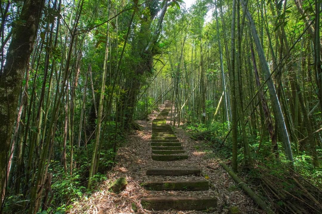 #遠距在家來看阿里山 頂石棹步道系列竹影交錯的秘境，是不是讓人很想進去一探究竟？等待疫情過去，快點奔向頂石棹步道吧#不要忘記參加我...