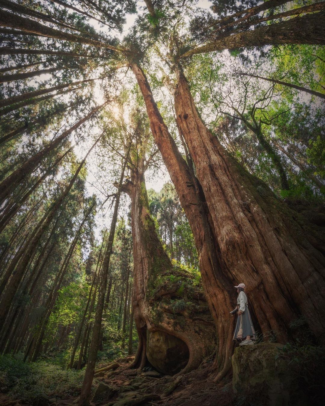 #遠距在家來看阿里山 期望巨大神木的庇佑讓這波疫情順利平穩的過去吧讓大家能再回到這片淨土看看您~（感謝 @aoaovillia32...