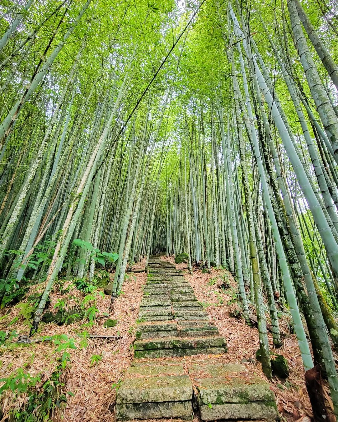 享受走在竹林中的靜謐，張開雙手將自然擁入懷裡~照片授權 @yuki.lin.18 -⠀歡迎在您的貼文 #travelalishan...