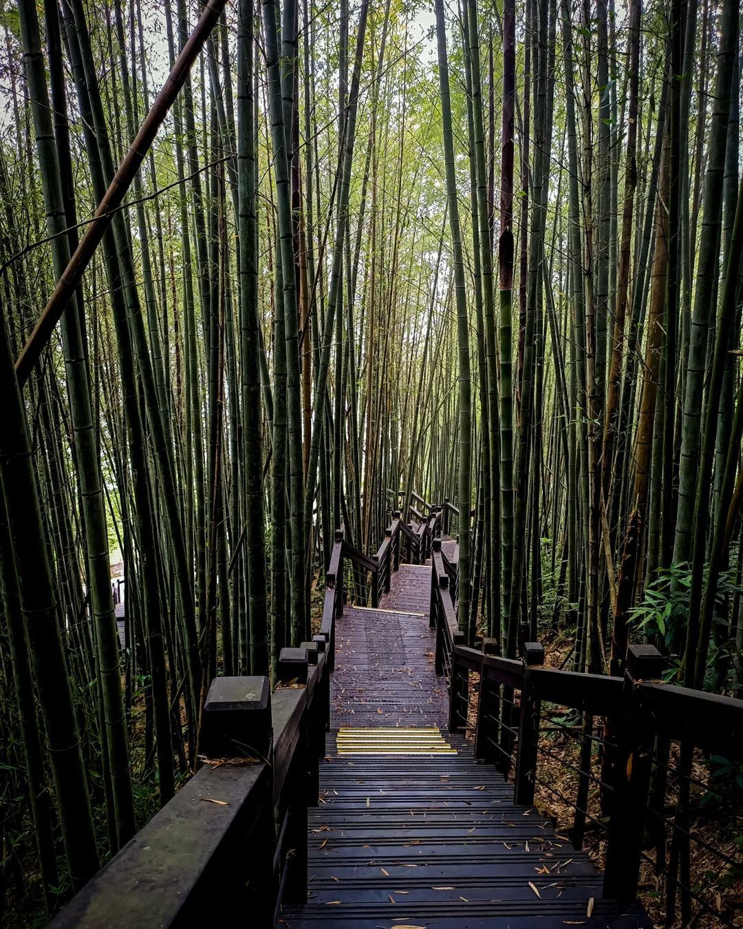 走步道的時候，最喜歡走到竹林的路段，當滿身大汗時感受到一股涼爽，太舒服啦！等颱風過後再來阿里山走步道照片授權 @cemedas__...