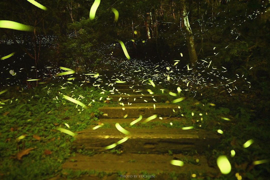 飛舞的螢光綠點，去看看季節限定的螢火蟲吧！去賞螢記得要遵守賞螢叮嚀，讓我們共同愛護環境照片授權 @vitochuang -⠀歡迎在...