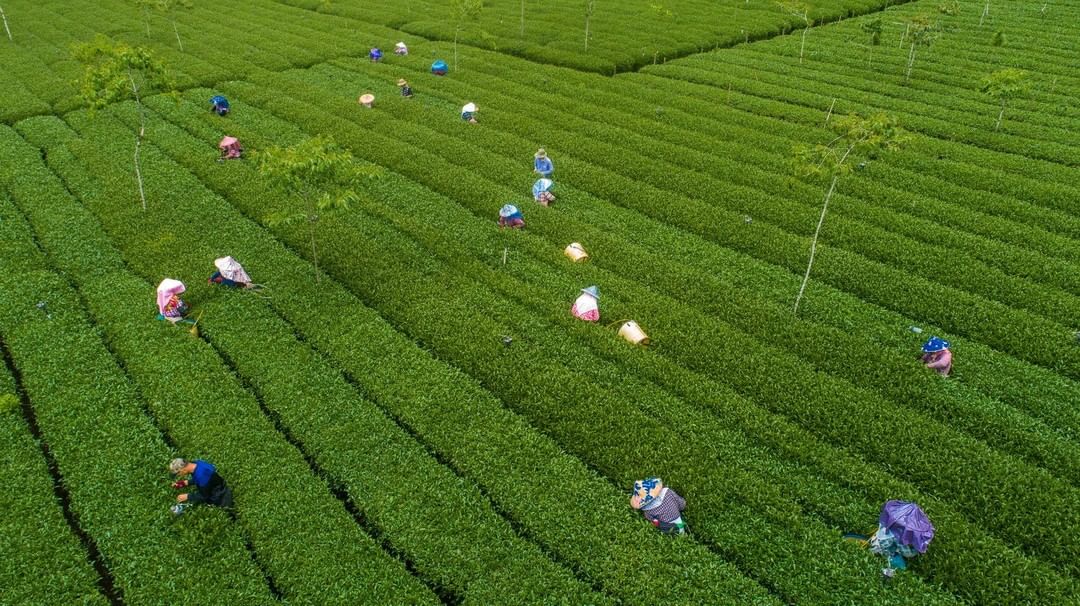 #遠距在家來看阿里山 #防疫不鬆懈高谷茶園看看辛勤工作的茶農們為大家採摘，只為了產出更好的茶葉阿里山的茶葉是舉世聞名的喔你喝過了嗎...