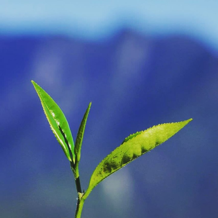 #遠距在家來看阿里山 #防疫不鬆懈 阿里山的茶葉舉世聞名一提到阿里山的茶葉就好像聞到了茶香呢（感謝 @taiwan_panoram...