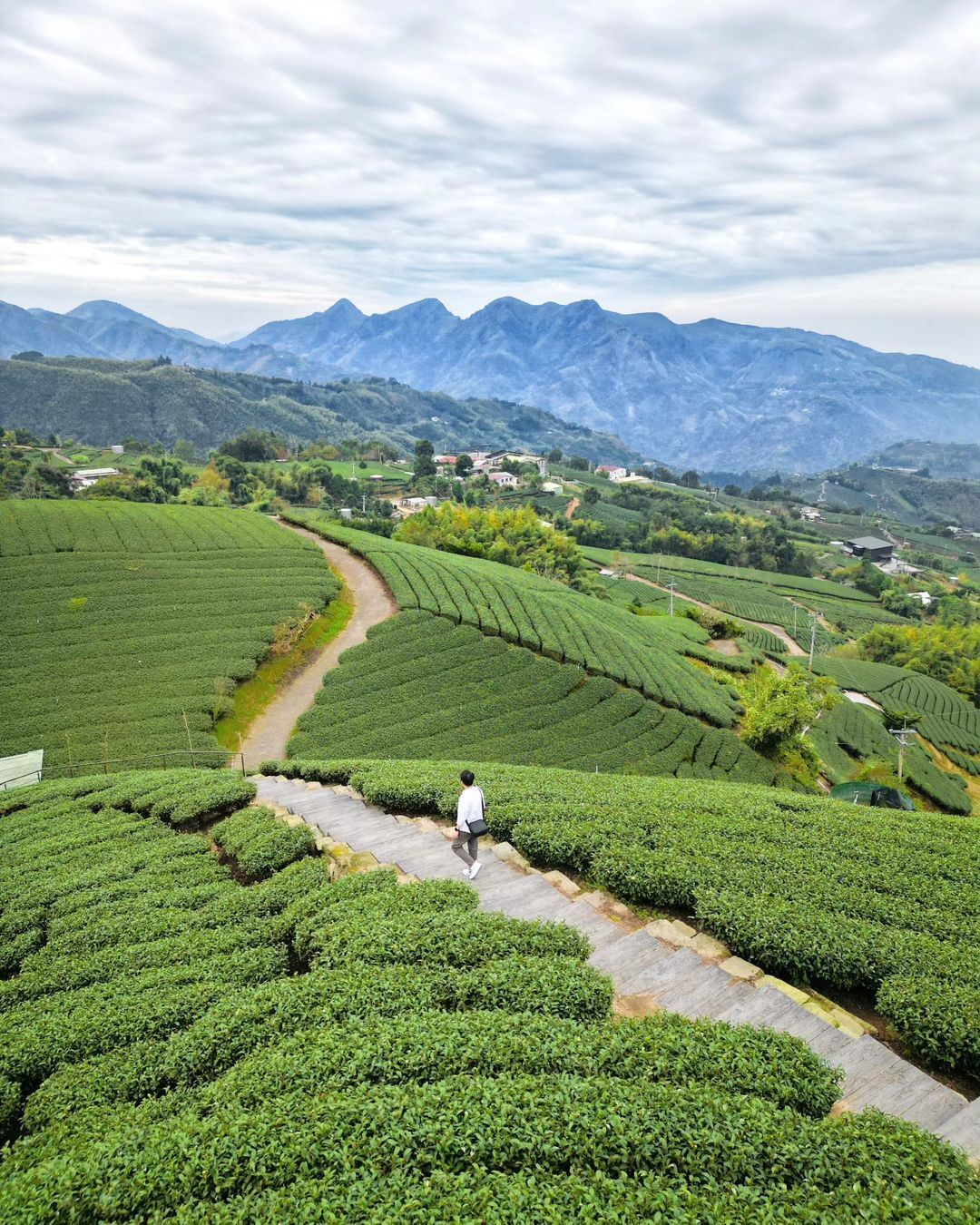 整齊排列的茶園景色，是茶農精心照料的美景❤️到瑞峰1314觀景台除了看美景，也不妨喝杯茶、品在地美食照片授權 @fengtogra...