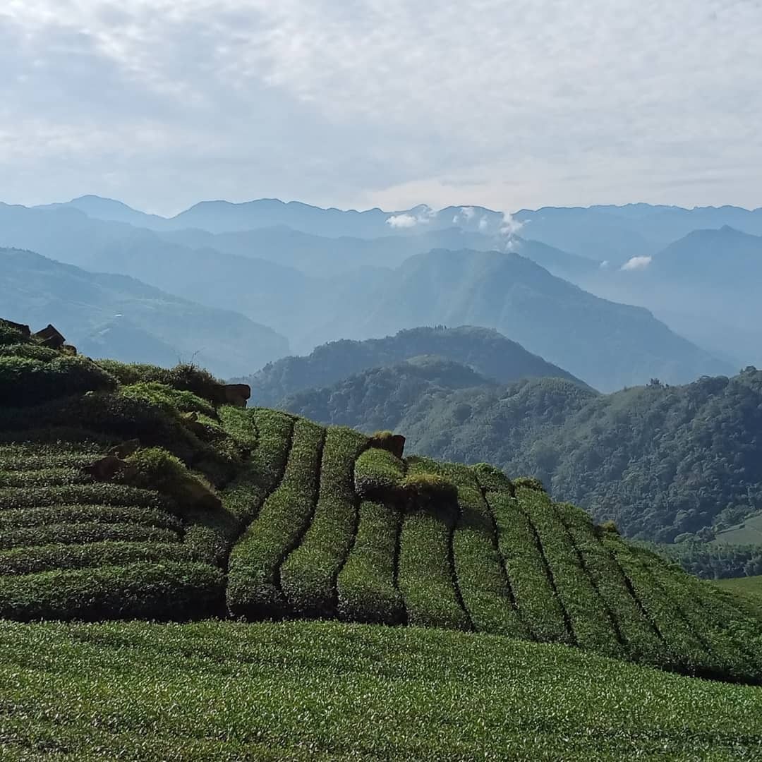 #遠距在家來看阿里山 #防疫不鬆懈 阿山編一直覺得二延平的茶園根本是強迫症的天堂一邊漫步在步道上一邊觀賞整齊到嚇死人的茶園還有甚麼...