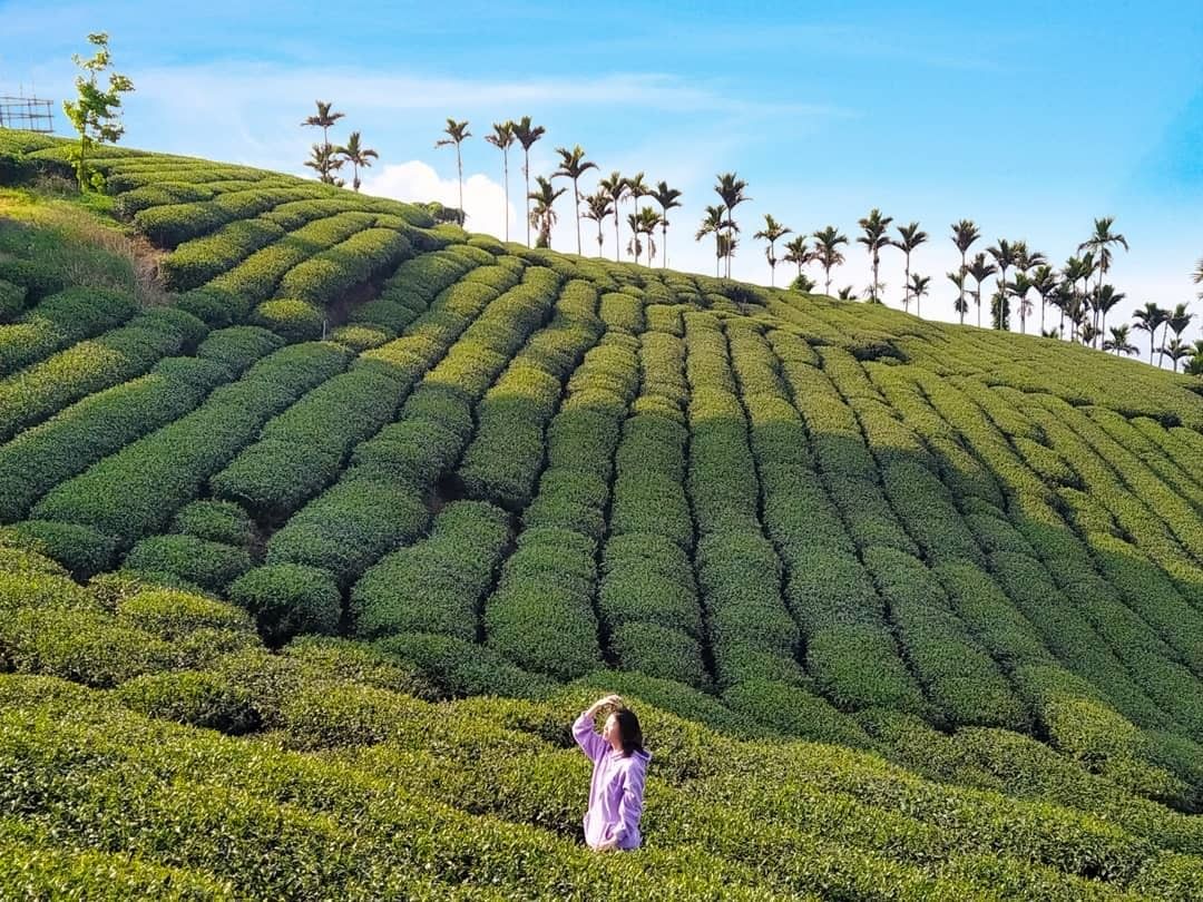 #遠距在家來看阿里山 #防疫不鬆懈 來茶園一定要這樣拍一張阿不過要小心不要破壞茶園哦這可都是茶農們的心血結晶（感謝 @door_o...