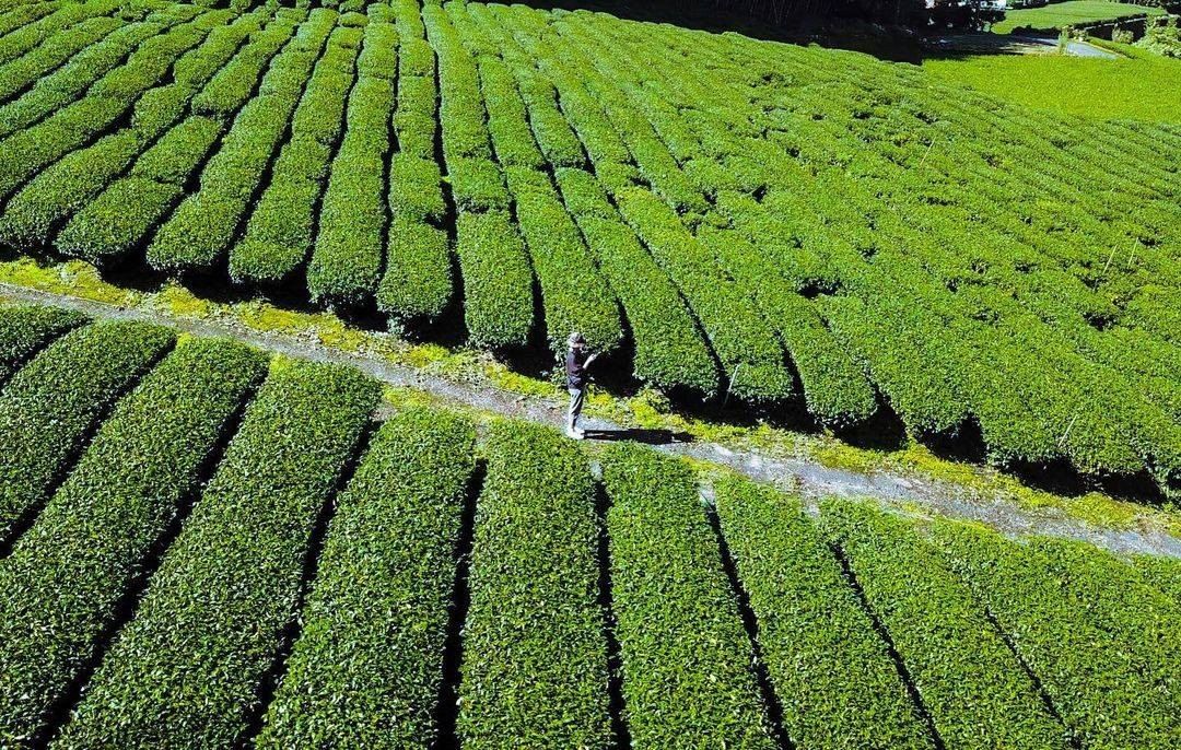 #遠距在家來看阿里山 #防疫不鬆懈 j雙十國慶，你在哪裡呢?是到高雄看國慶煙火還是跟小編一樣正在阿里山享受著悠閒時光呢（感謝 @a...