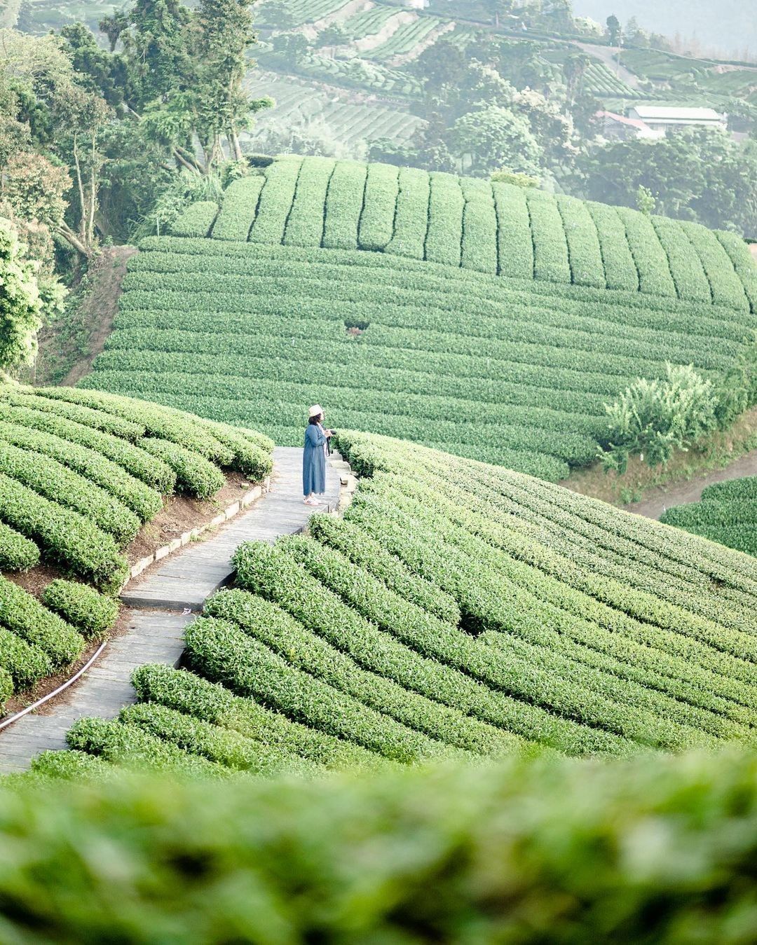 #遠距在家來看阿里山 #防疫不鬆懈 靜靜佇立在茶園中的身影她看著遍布山巒的綠色心裡在想甚麼呢?（感謝 @banbi217 分享美照...