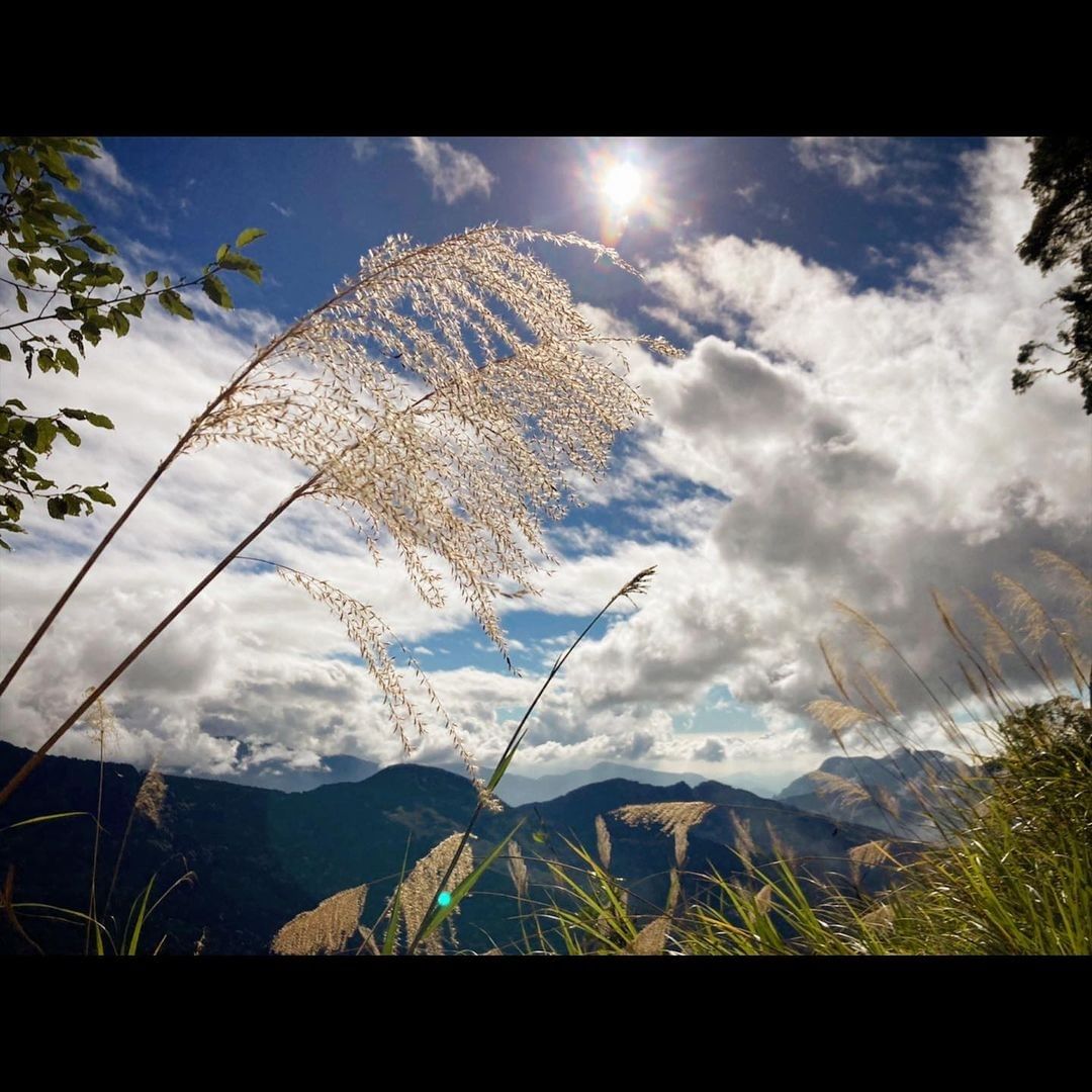 #遠距在家來看阿里山 #防疫不鬆懈 就是喜歡秋天蘆葦草的季節看起來蕭瑟、滄桑但卻能反映心境（感謝 @sunnyitravel  分...