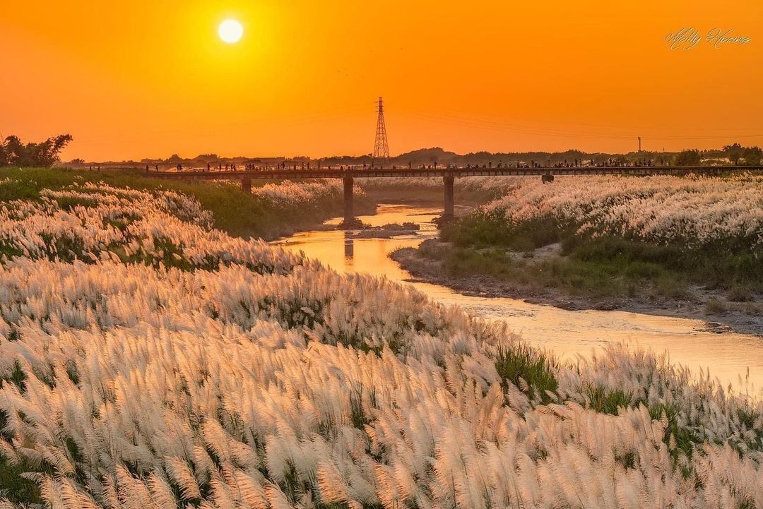 #遠距在家來看阿里山 #防疫不鬆懈 美景跟歲月一樣⏰若不好好把握 稍縱即逝月初時美麗的甜根子草被夕陽染成一大片橘紅你有好好把握住嗎...