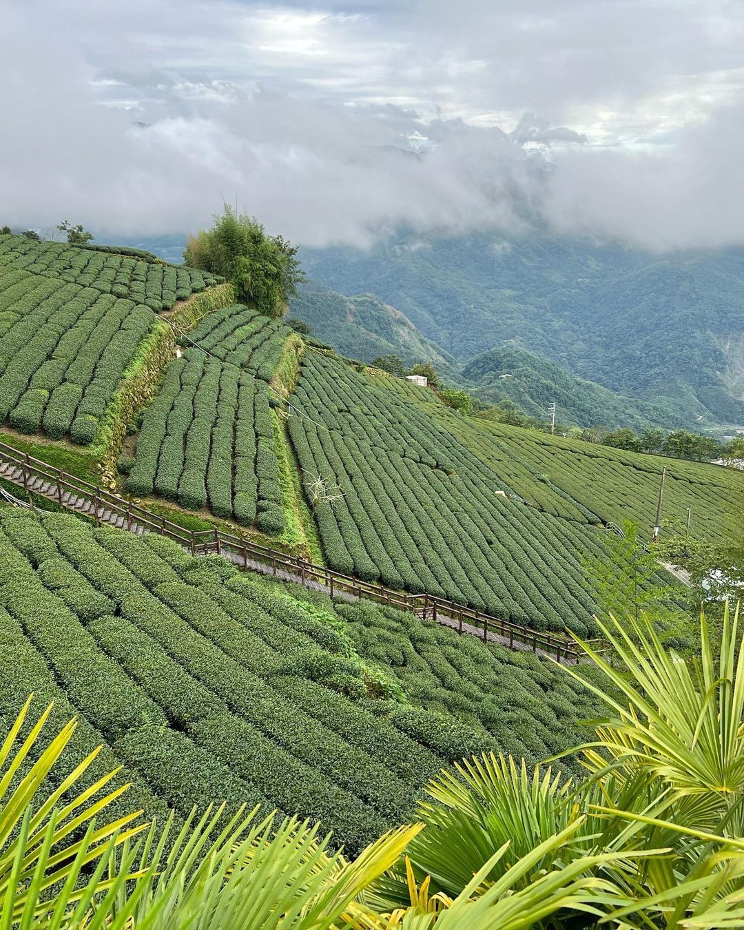 大家都知道阿里山高山茶很有名，有些老饕有買習慣的茶行，更多人不曉得要去哪裡買茶~有一次小編跟朋友的聚會，說到味蕾被阿里山茶養刁了，...