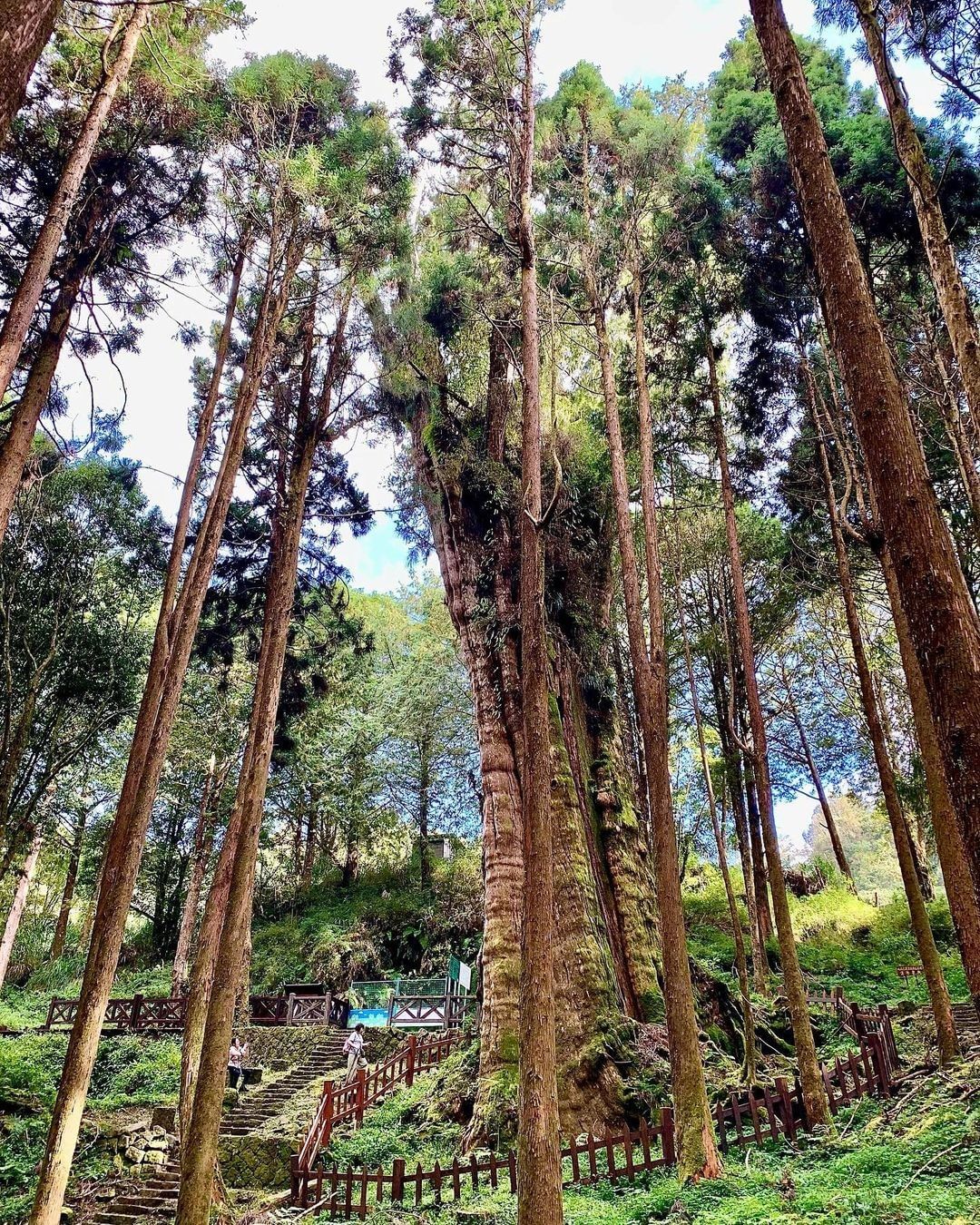 #遠距在家來看阿里山 #防疫不鬆懈 走過一次水山巨木就會愛上這條步道（感謝 @alaricblue  分享美照）-⠀①【防疫踏步走...